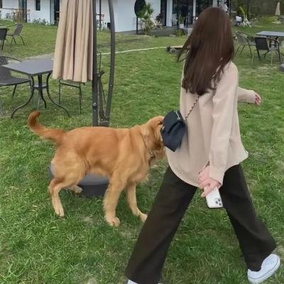 风筝再次飞起